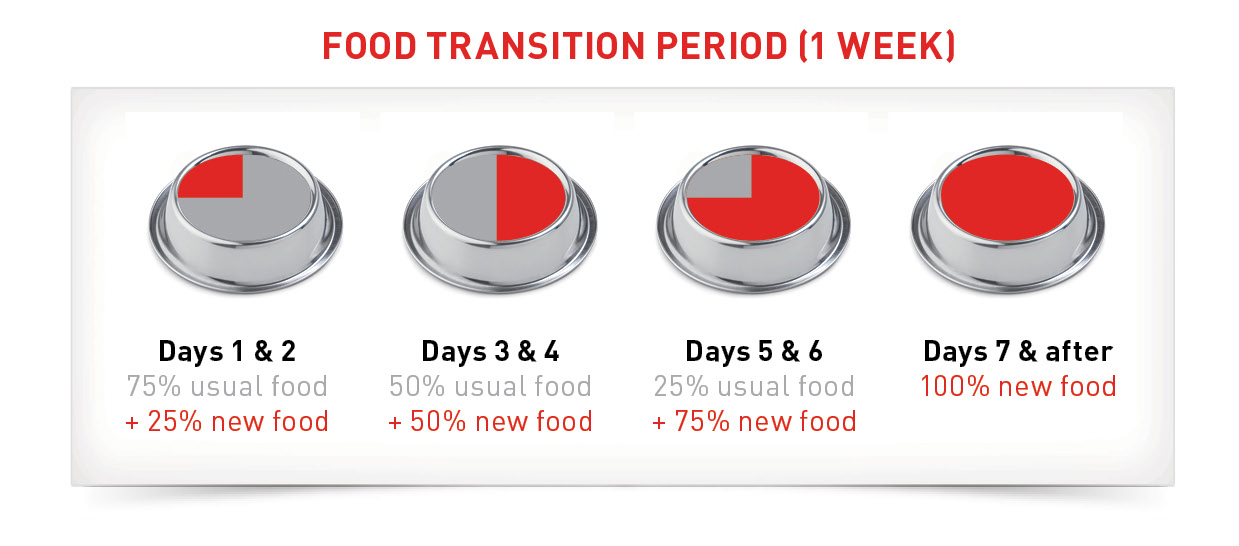 transitioning cat food