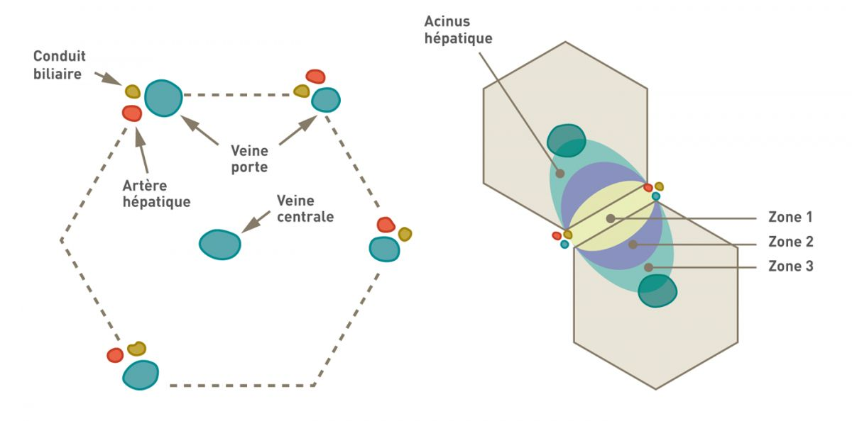 Division histologique du foie. Le foie est divisé histologiquement en lobules hexagonaux. Au centre de chaque lobule se trouve la veine centrale, avec les triades porteuses (constituées d'une artère hépatique, d'une veine porte et d'un canal biliaire) à la périphérie. Le lobule hépatique peut être décrit en termes de « zones » métaboliques, chacune étant centrée sur une ligne reliant deux triades portes et s'étendant vers l'extérieur jusqu’à deux veines centrales adjacentes. La zone 1, périportale, est la plus proche des vaisseaux entrants et reçoit le sang le plus oxygéné, tandis que la zone 3, centrilobulaire, est la moins oxygénée ; la zone 2 se situe entre les zones 1 et 3.