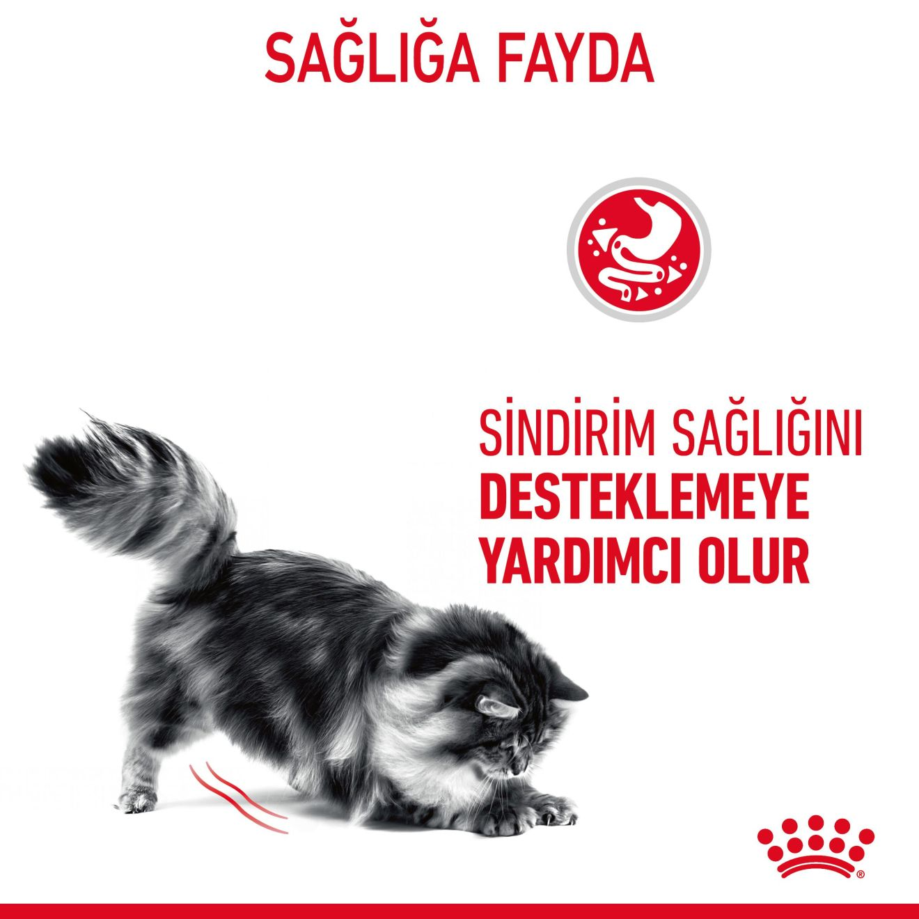 Digestive Care Yetişkin Kedi Yaş Maması