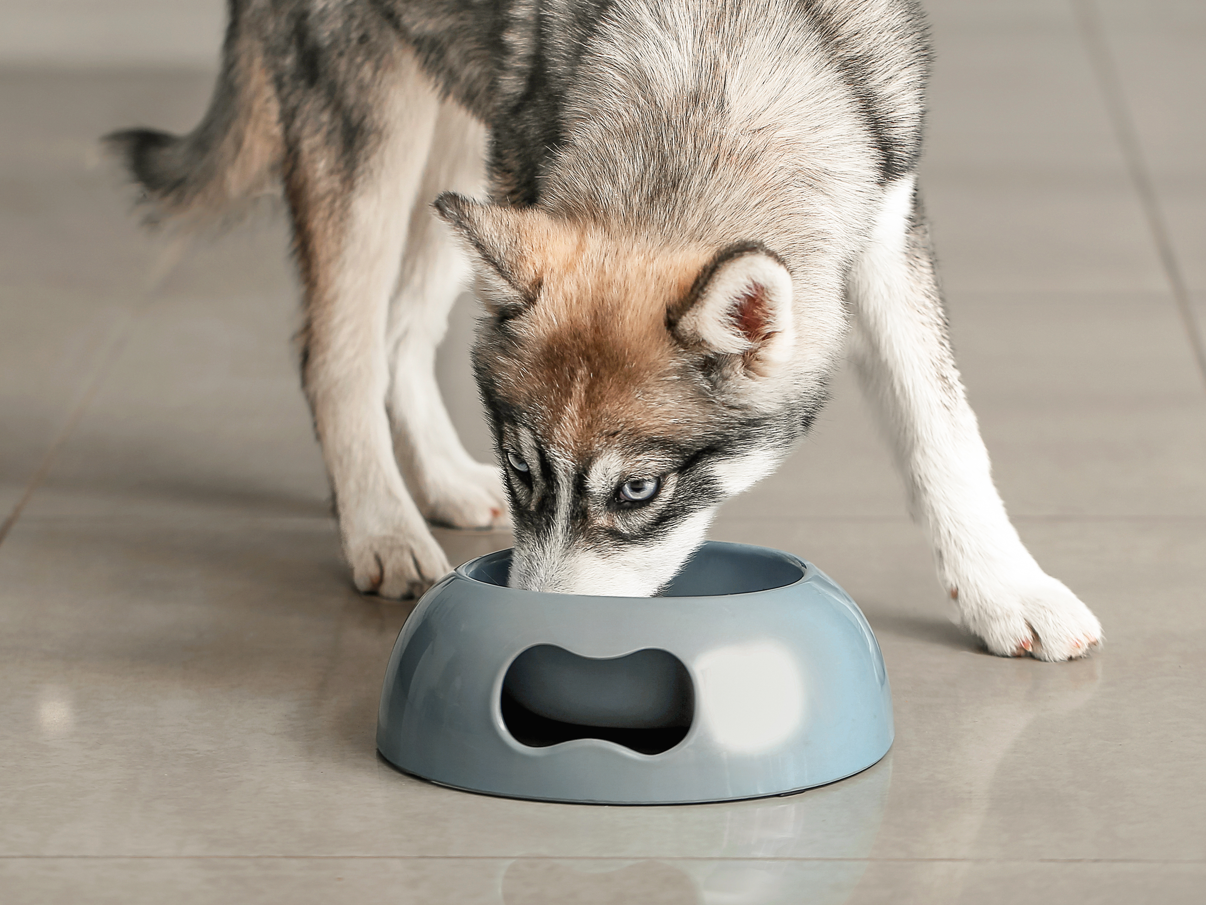 Ein Husky-Welpe steht auf einem Fliesenboden und frisst aus einer grauen Kunststoffschüssel