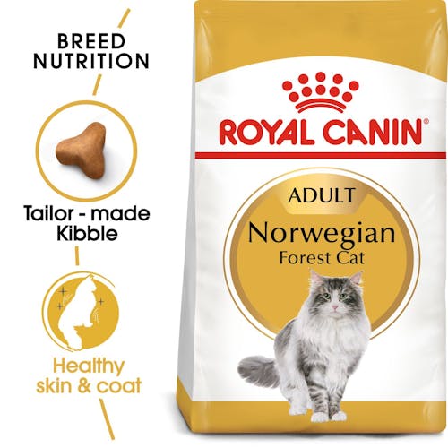 Norwegian Forest Cat Adult