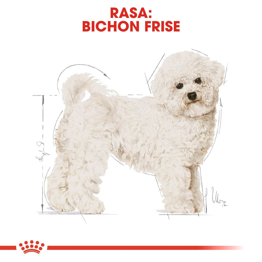 Bichon Frise Adult