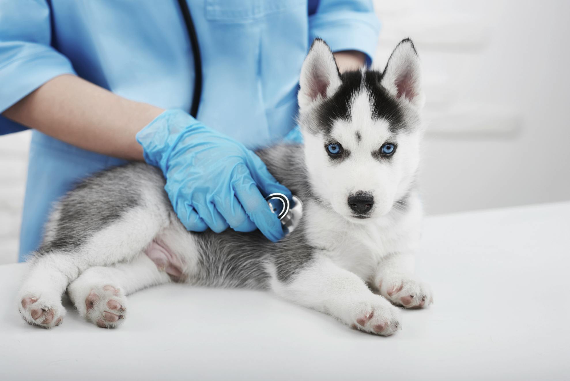 Hvor ofte skal jeg til dyrlægen min | Royal Canin