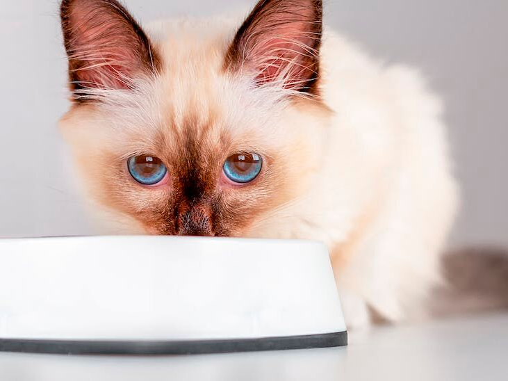 kitten eats in a bowl