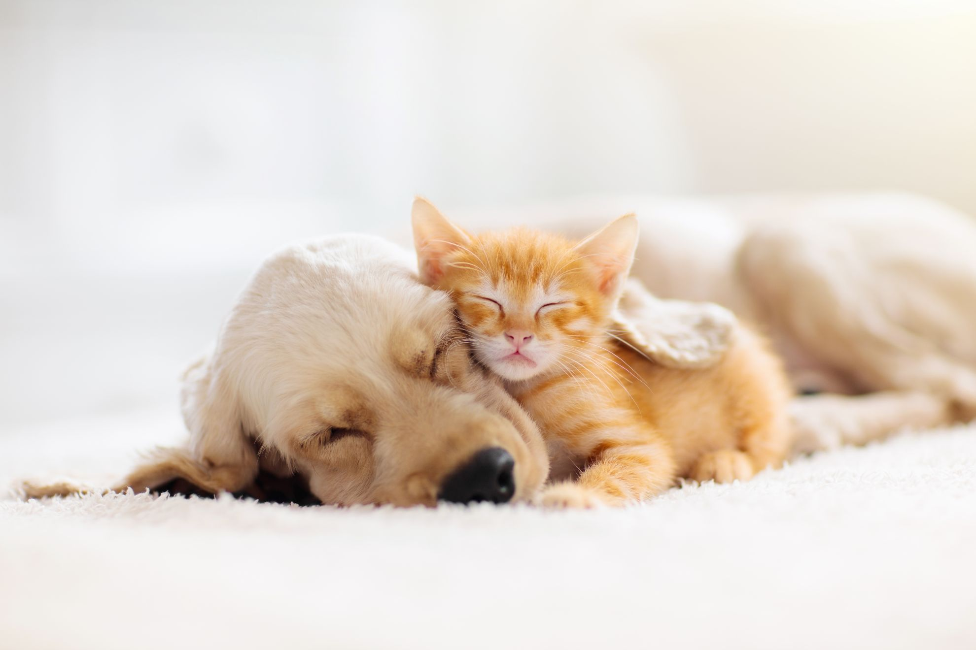Puppy en kitten knuffelen op dekentje