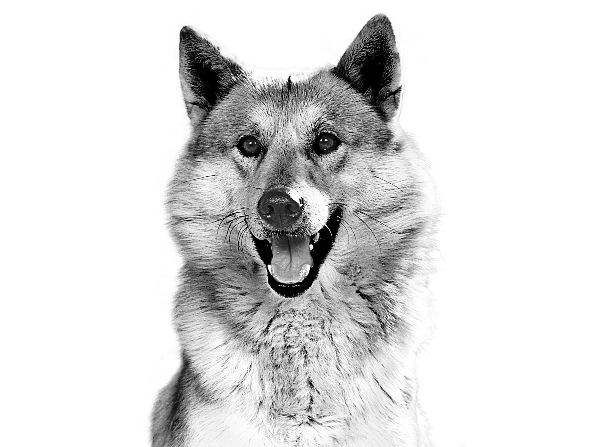 Canaan Dog Royal Canin