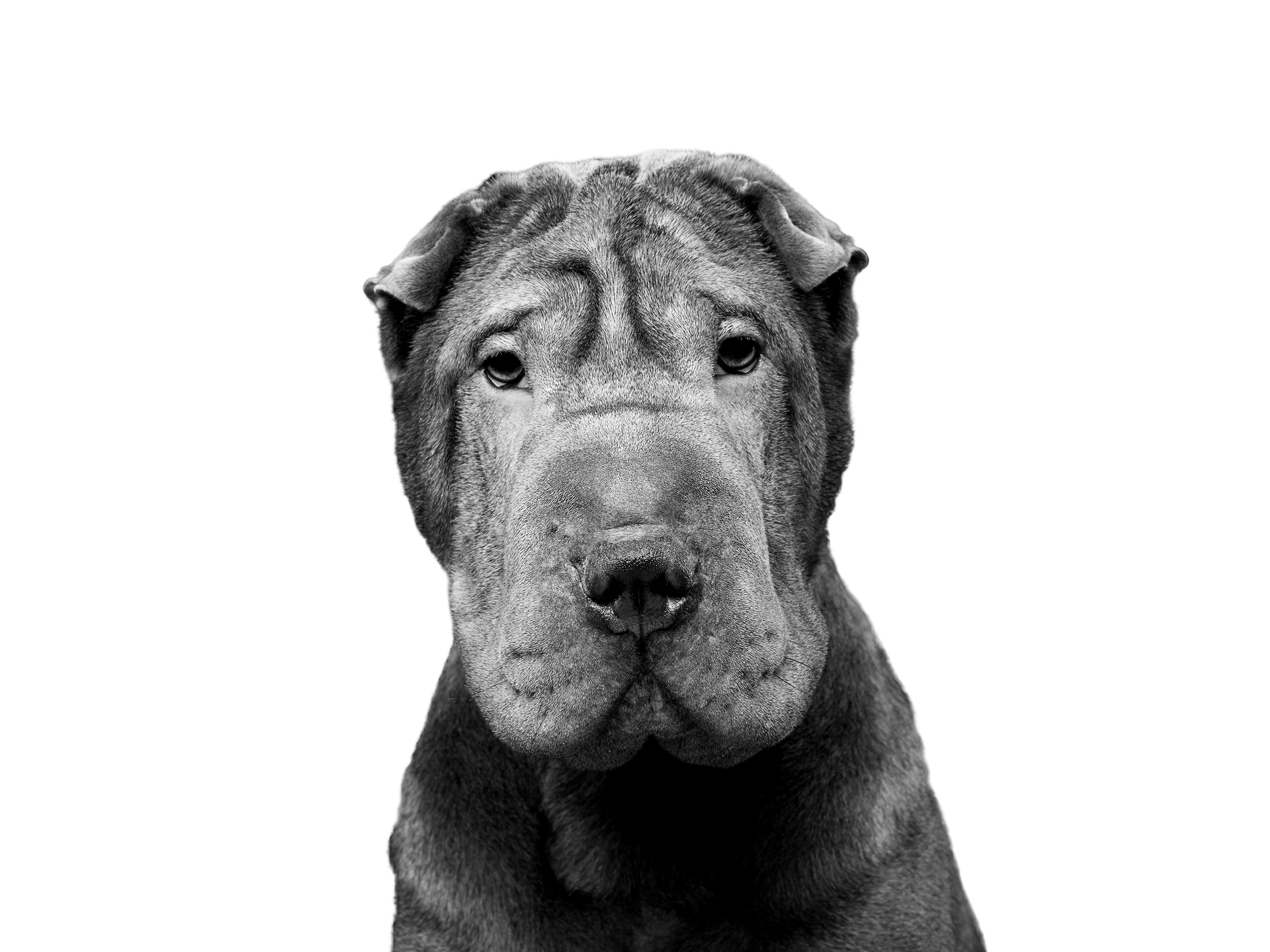 can shar pei be white