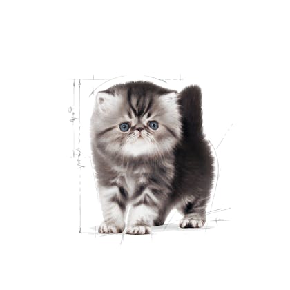 FBN2016_KITTEN PERSIAN_FACING
