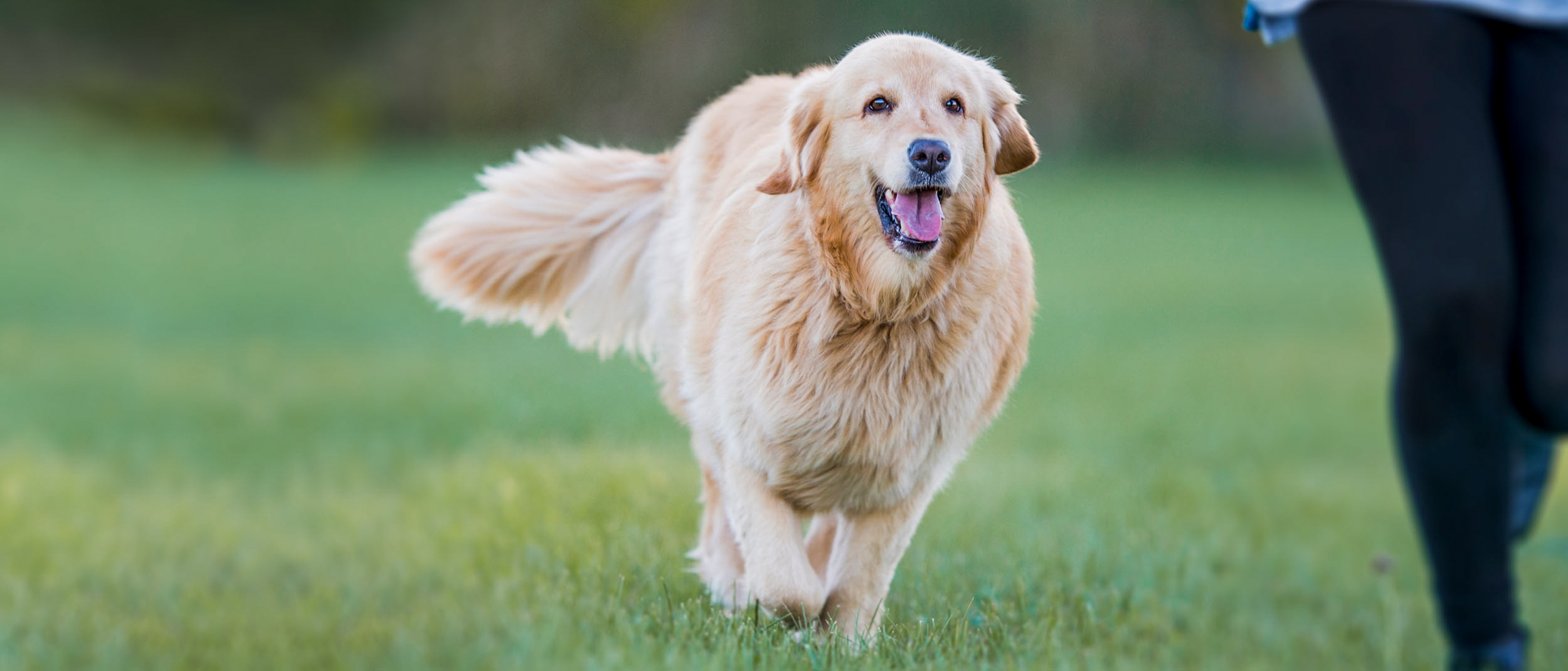 Adult Golden Retriever running in a field behind a jogger.