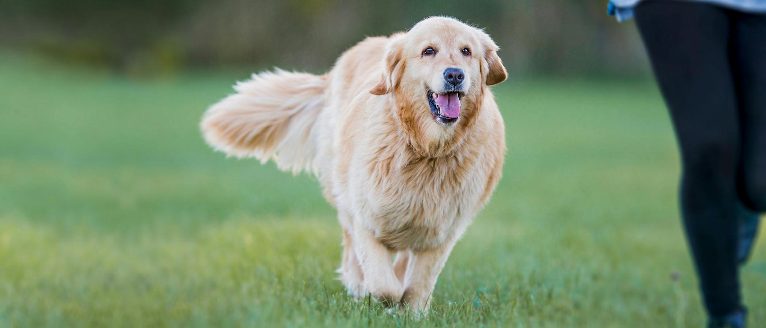 How Do You Tell If Your Dog Is At A Healthy Weight