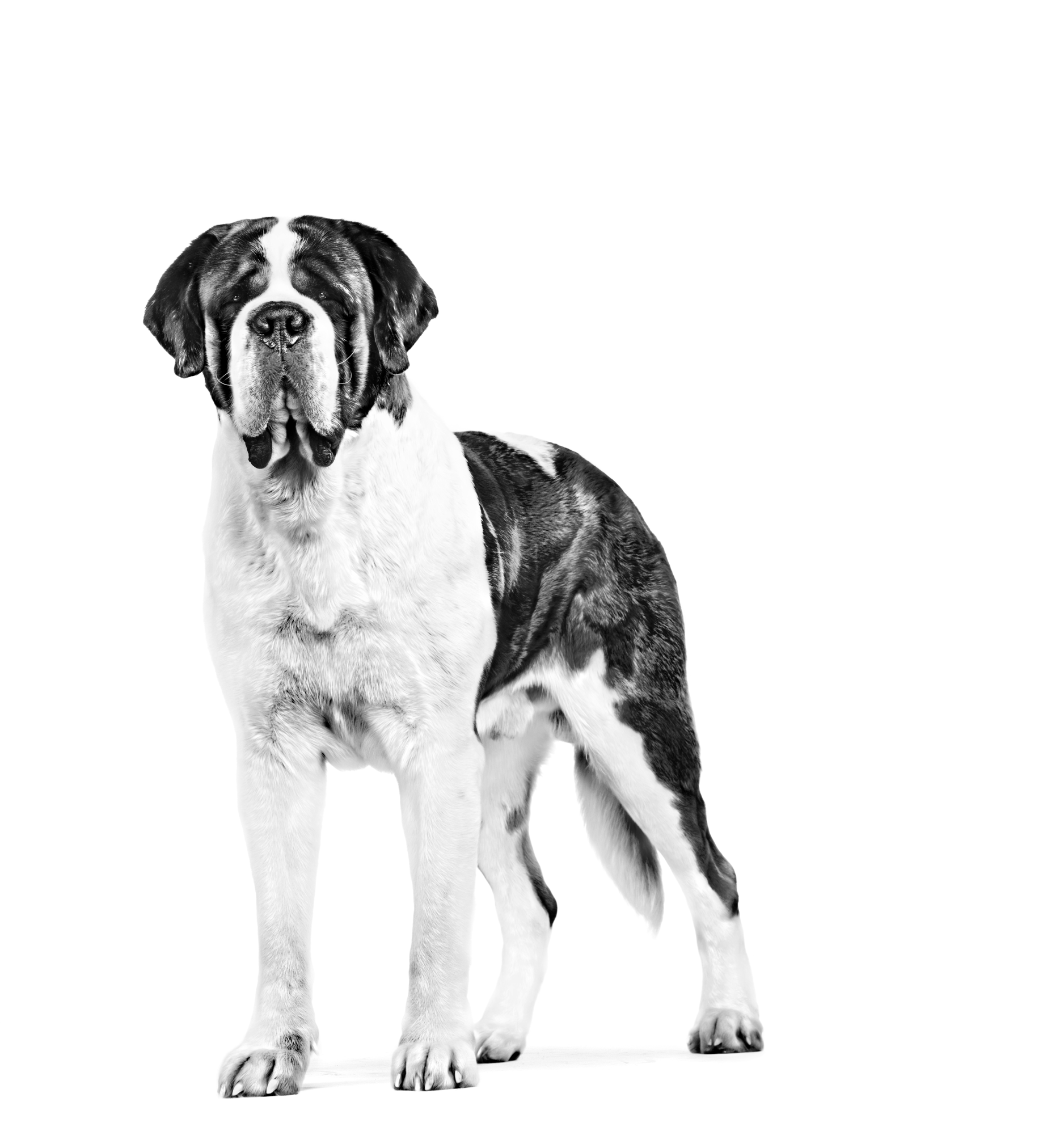 Alimento para perros de talla gigante