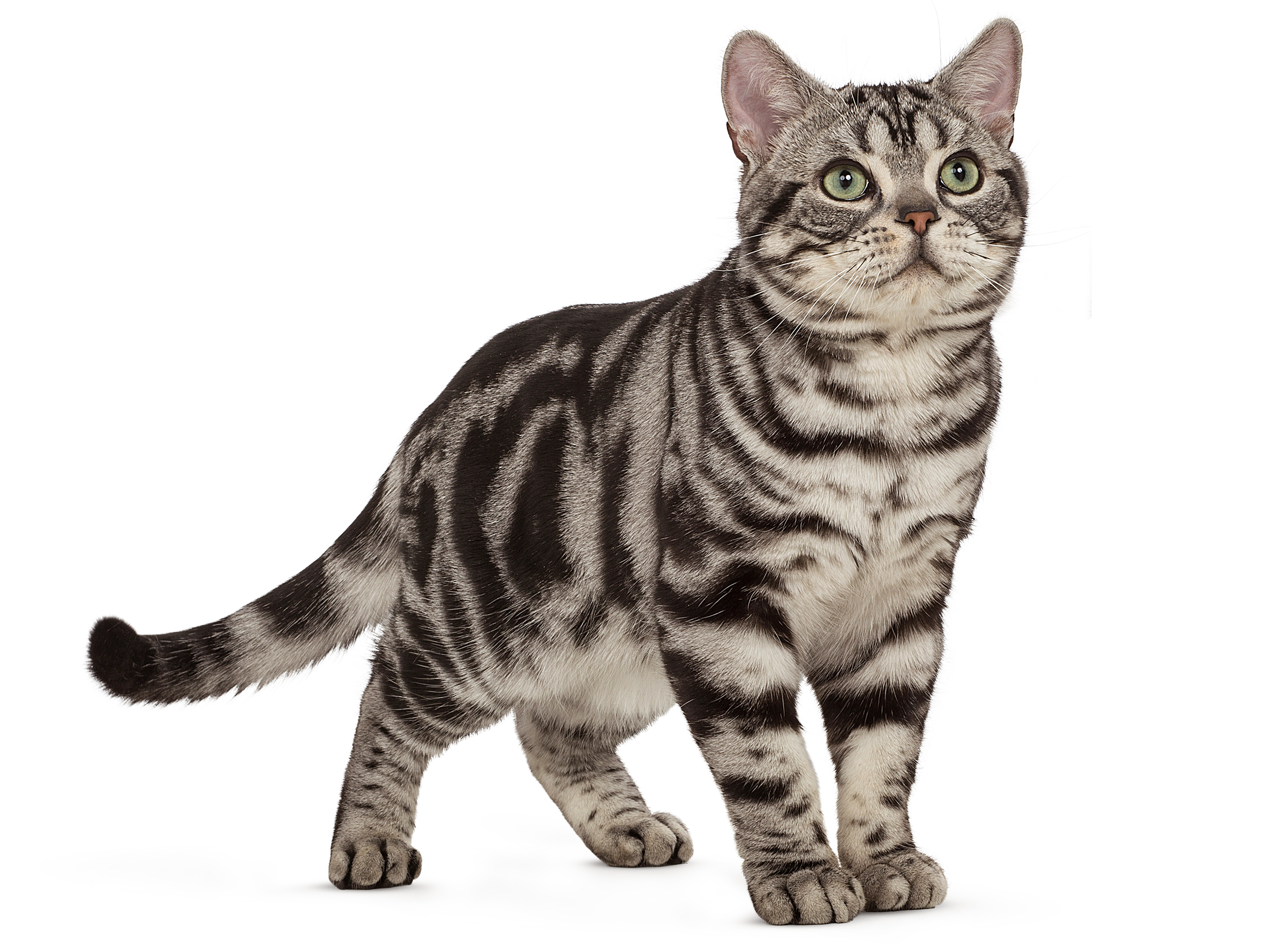 kucing american shorthair