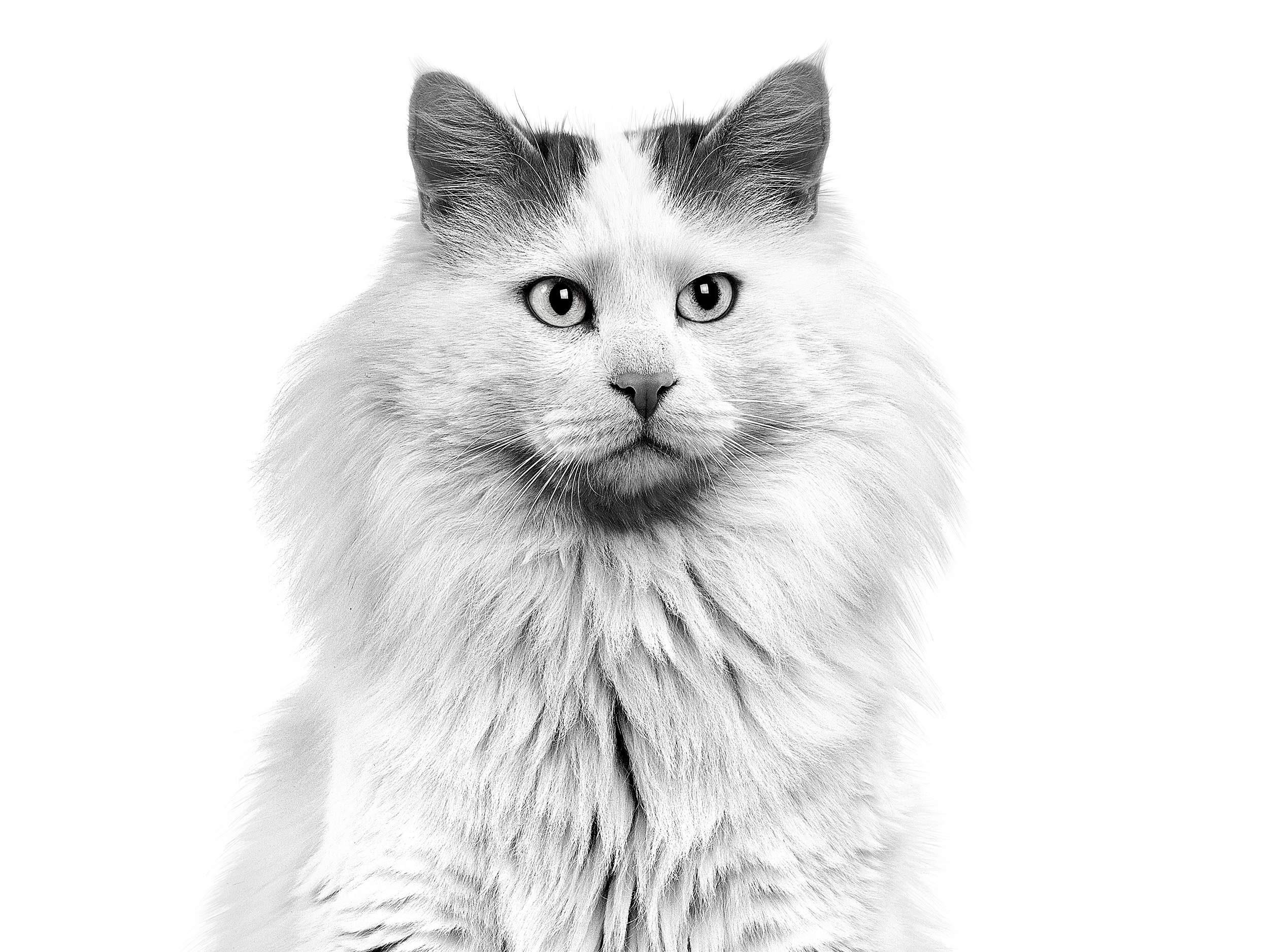 Turkish Van adult in black and white