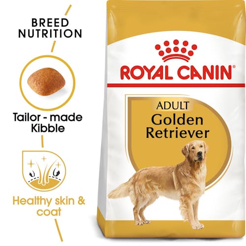 Golden Retriever Adult