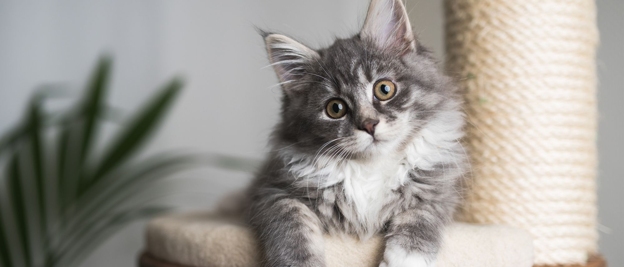 Entretenir son chat au quotidien, les bons soins à donner au quotidien !