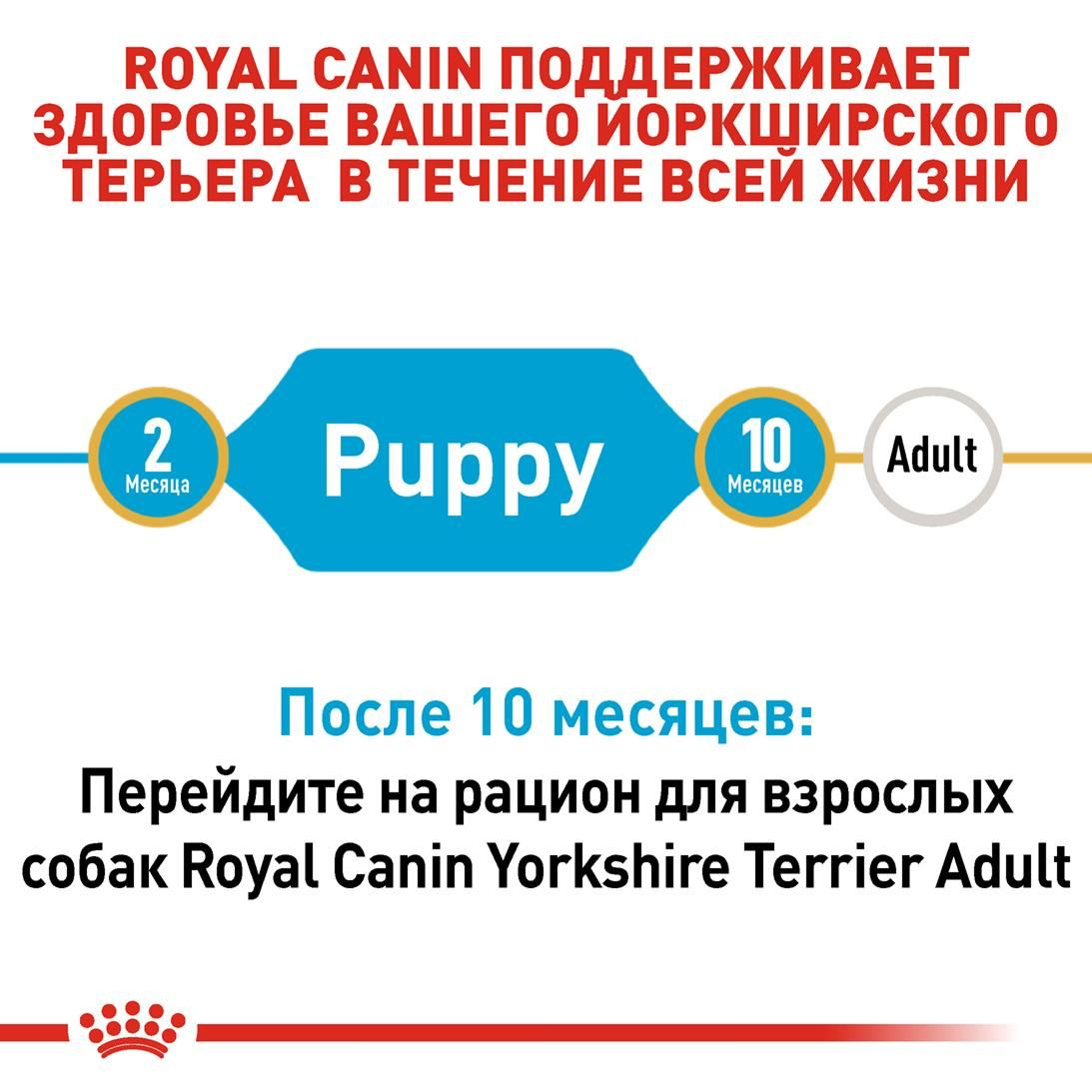 Yorkshire Terrier Puppy