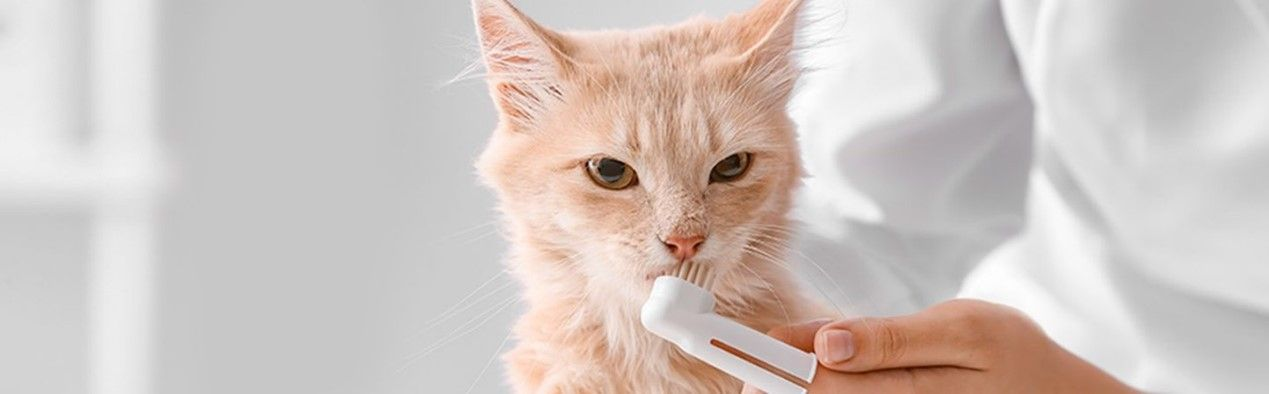 brush cats teeth