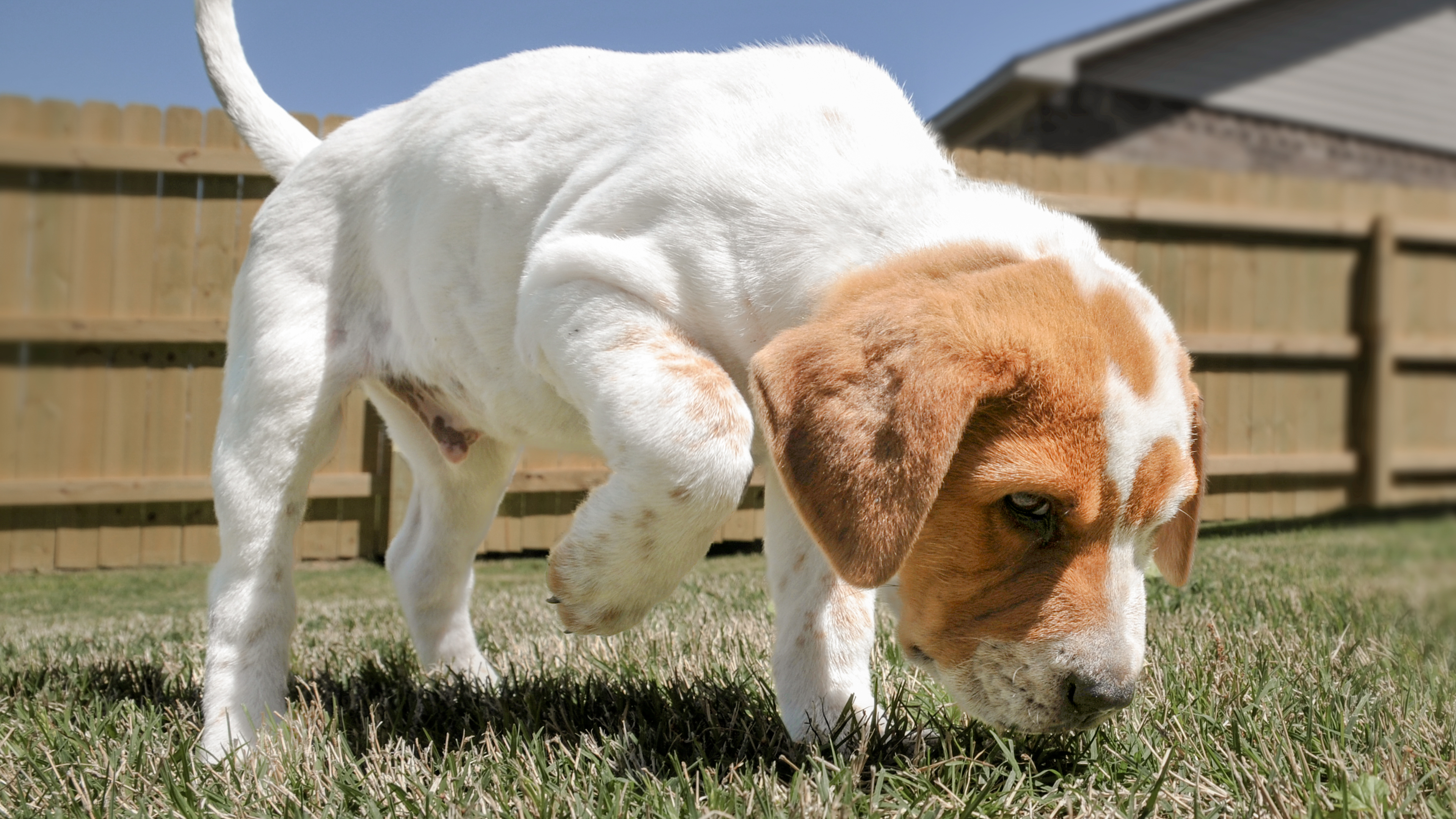 Puppy in a garden sniffing the ground
