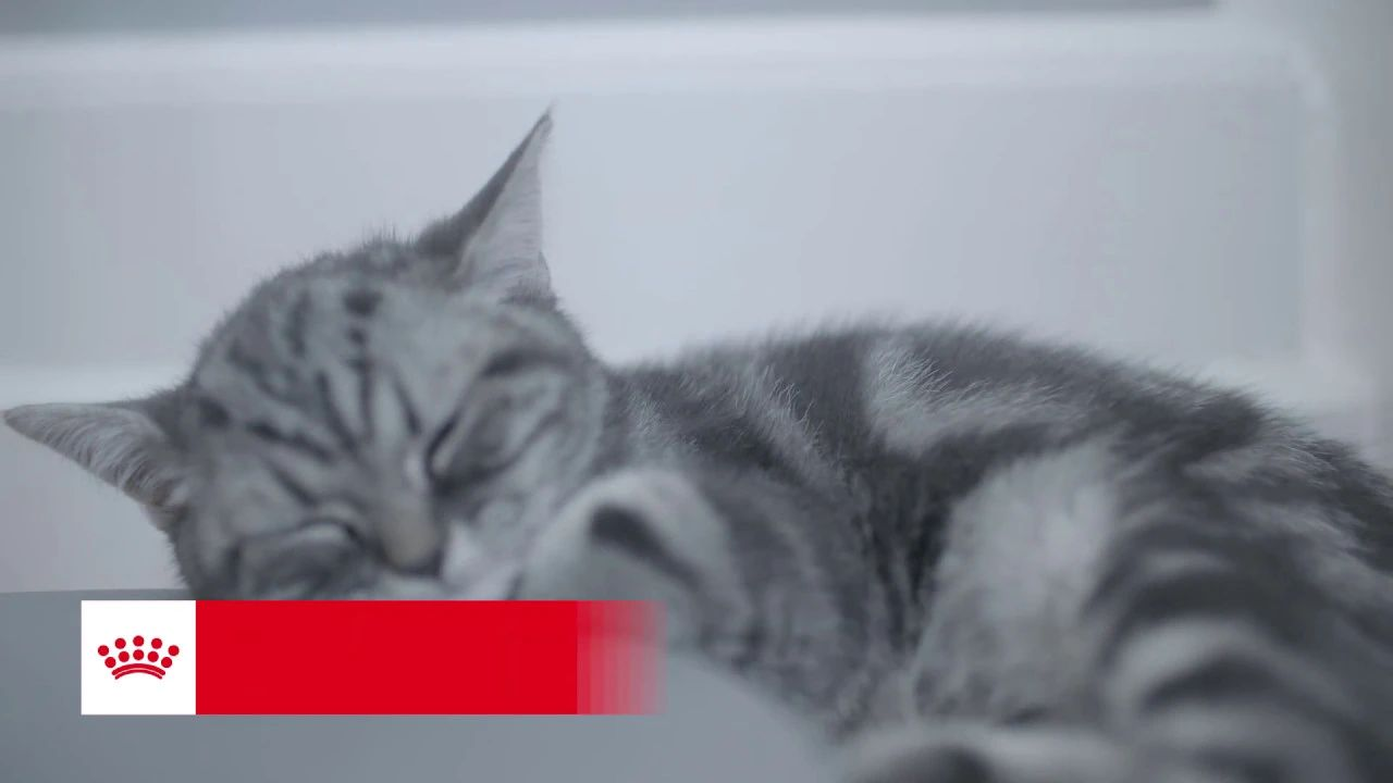 what-to-feed-kittens