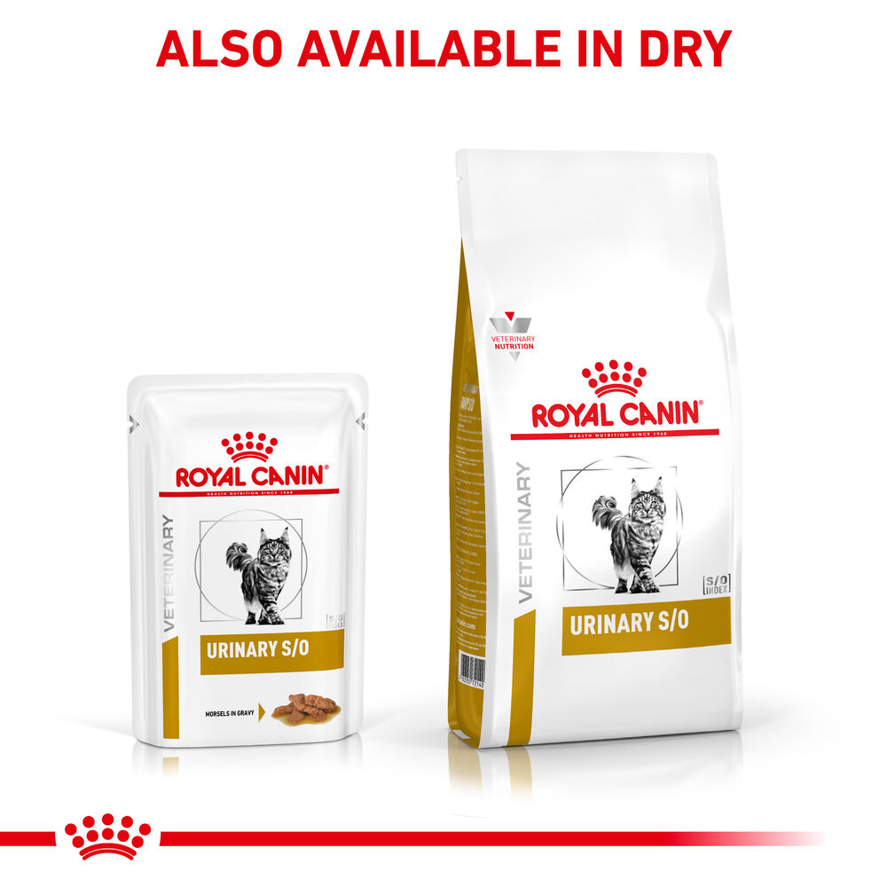 Royal canin urinary so morsels sale in gravy