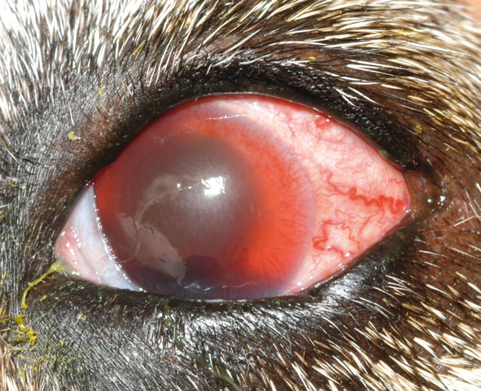 Chien croisé souffrant de glaucome chronique avec une pression