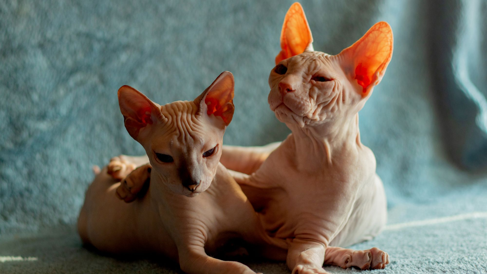 Two Don Sphynx cats lying on carpet