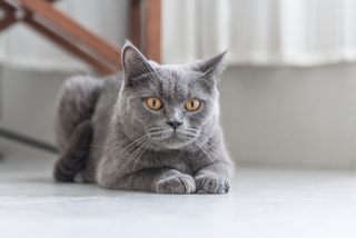 КОШАЧЬЯ ТРЕВОГА И КОШАЧИЙ СТРЕСС КАК ПОМОЧЬ
