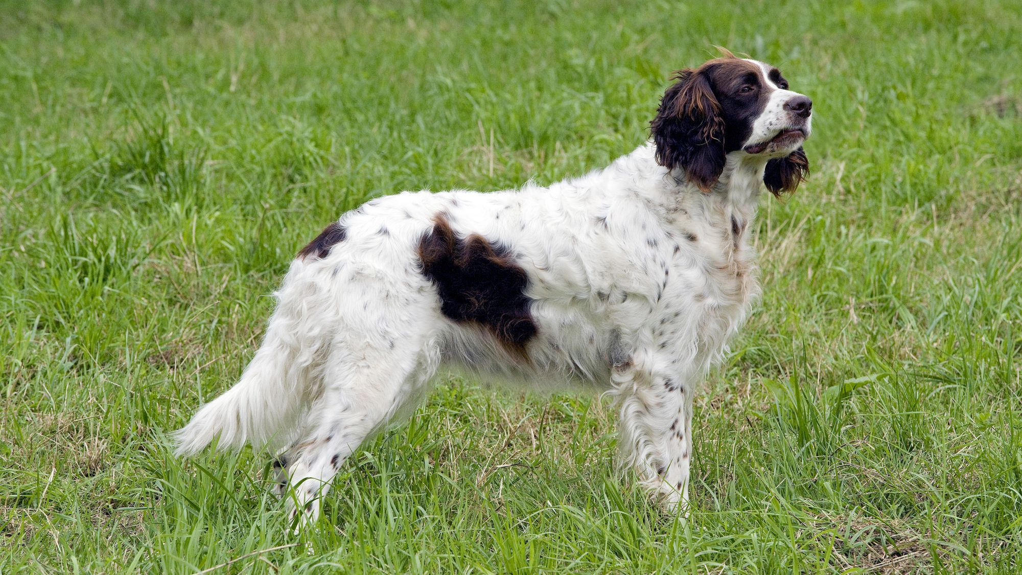 Black and white French Spaniel stood alert in grass