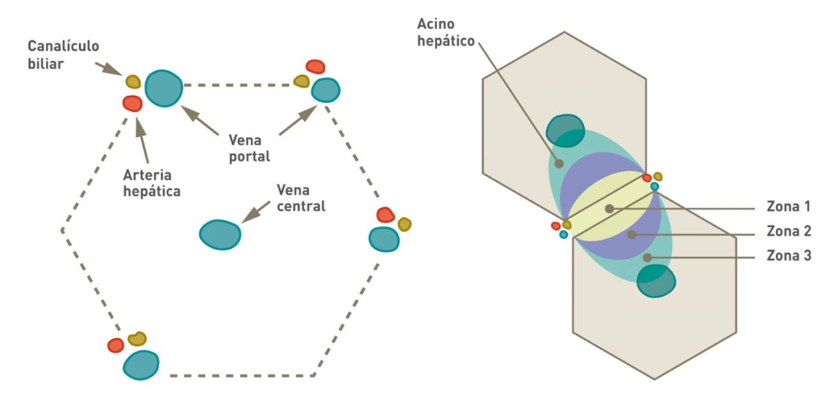 Histología hepática. Histológicamente el hígado está dividido en lobulillos hexagonales. En el centro de cada lobulillo se localiza la vena centrolobulillar y en los vértices se encuentra la triada portal o espacio porta (compuesta por una arteria hepática, una vena portal y un conducto biliar). El lobulillo hepático se puede describir en términos de “zonas” metabólicas, las cuales están dispuestas concéntricamente, se encuentran delimitadas por líneas que conectan dos triadas portales y la zona más externa se extiende hacia las dos venas centrales adyacentes. La zona 1 periportal es la más cercana al suministro vascular y recibe la mayor cantidad de sangre oxigenada, mientras que la zona 3 centrolobulillar es la de menor oxigenación; la zona 2 se encuentra entre las zonas 1 y 3.