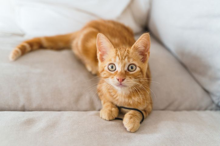 Orangefarbenes Kätzchen, das mit einem Haargummi auf der Couch spielt und in die Kamera schaut