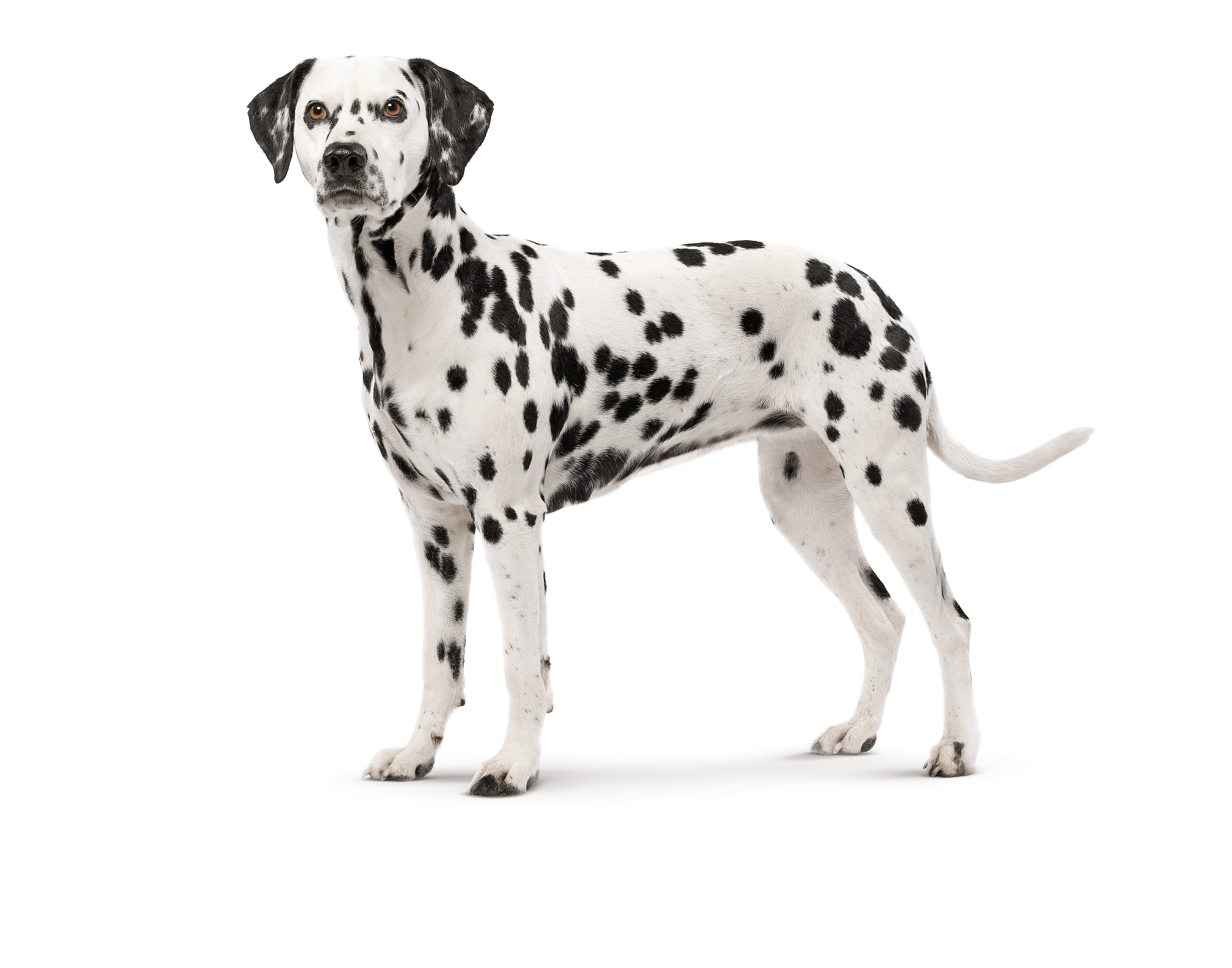 dalmatien
