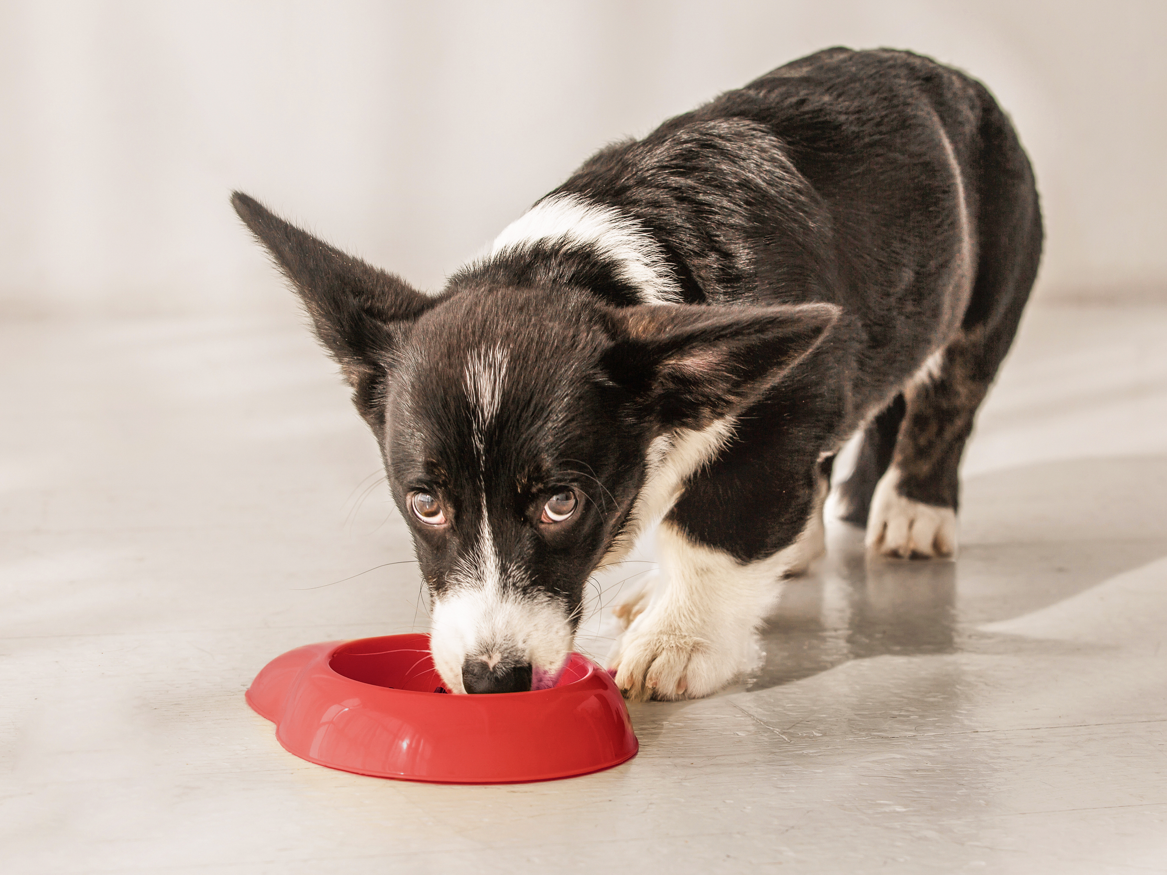 Welsh Cardigan Corgi puppy eating from a red bowl