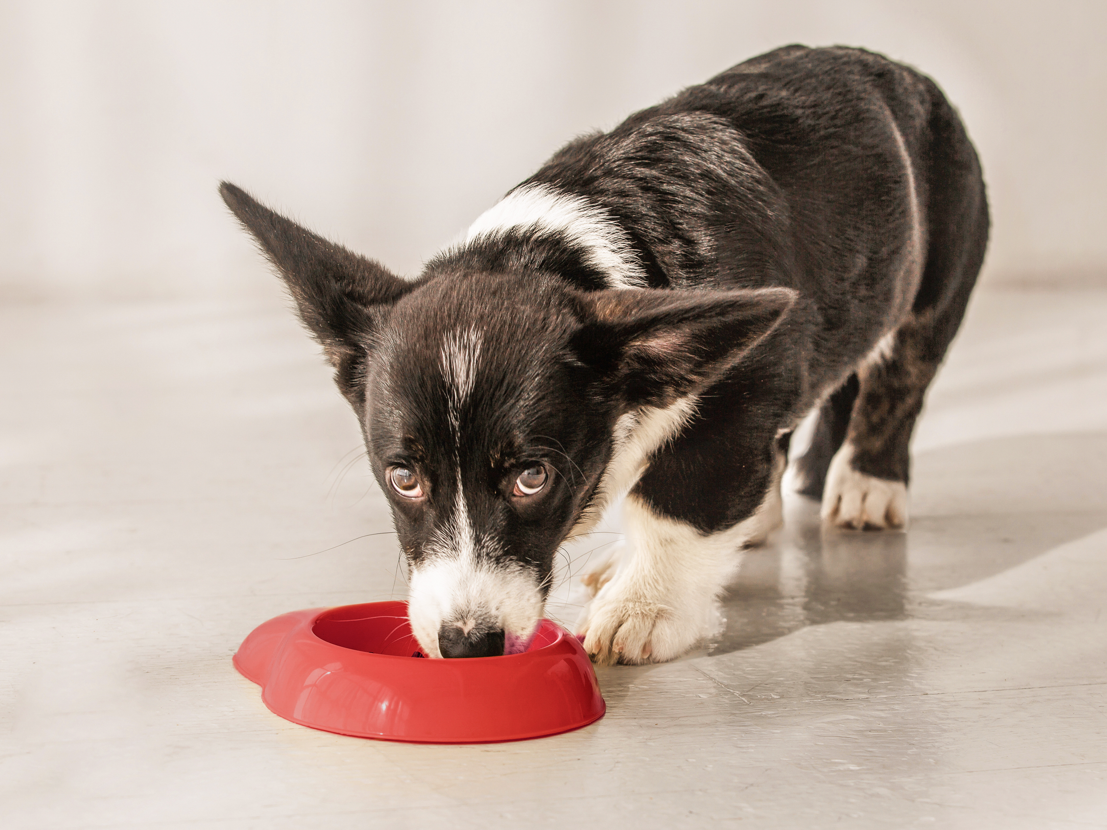 Ein Welsh- Corgi-Cardigan- Welpe steht in einem Innenraum auf einem glatten Boden und frisst aus einem roten Kunststoffnapf. Er ist von vorn aufgenommen und schaut in die Kamera