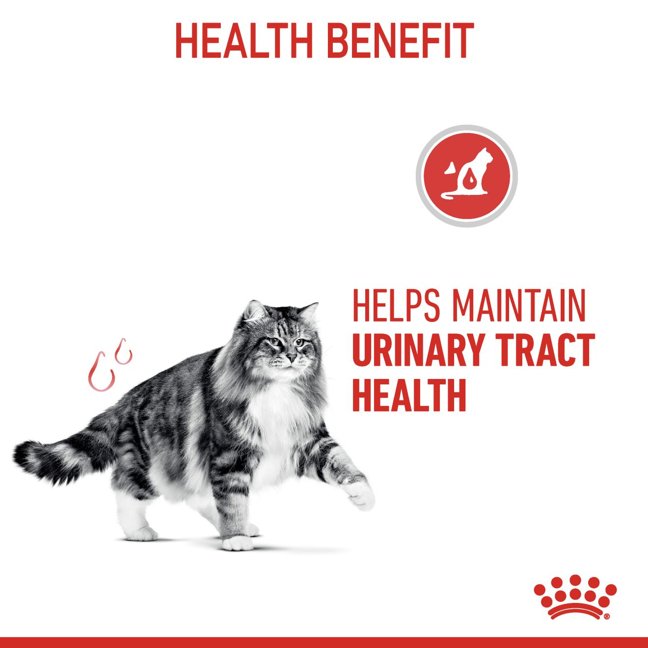 ROYAL CANIN อาหารแมวโต ที่ต้องการดูแลสุขภาพทางเดินปัสสาวะ ชนิดเปียก (URINARY CARE JELLY)