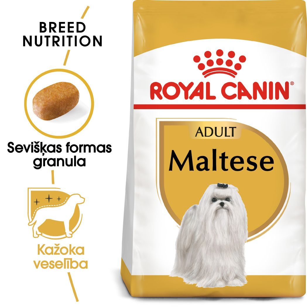 Maltese Adult