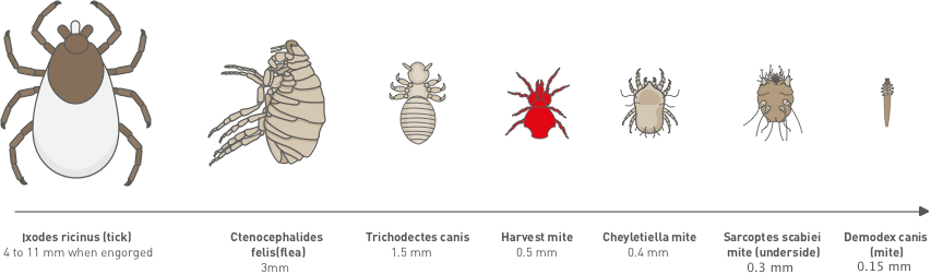 fleas found on canines