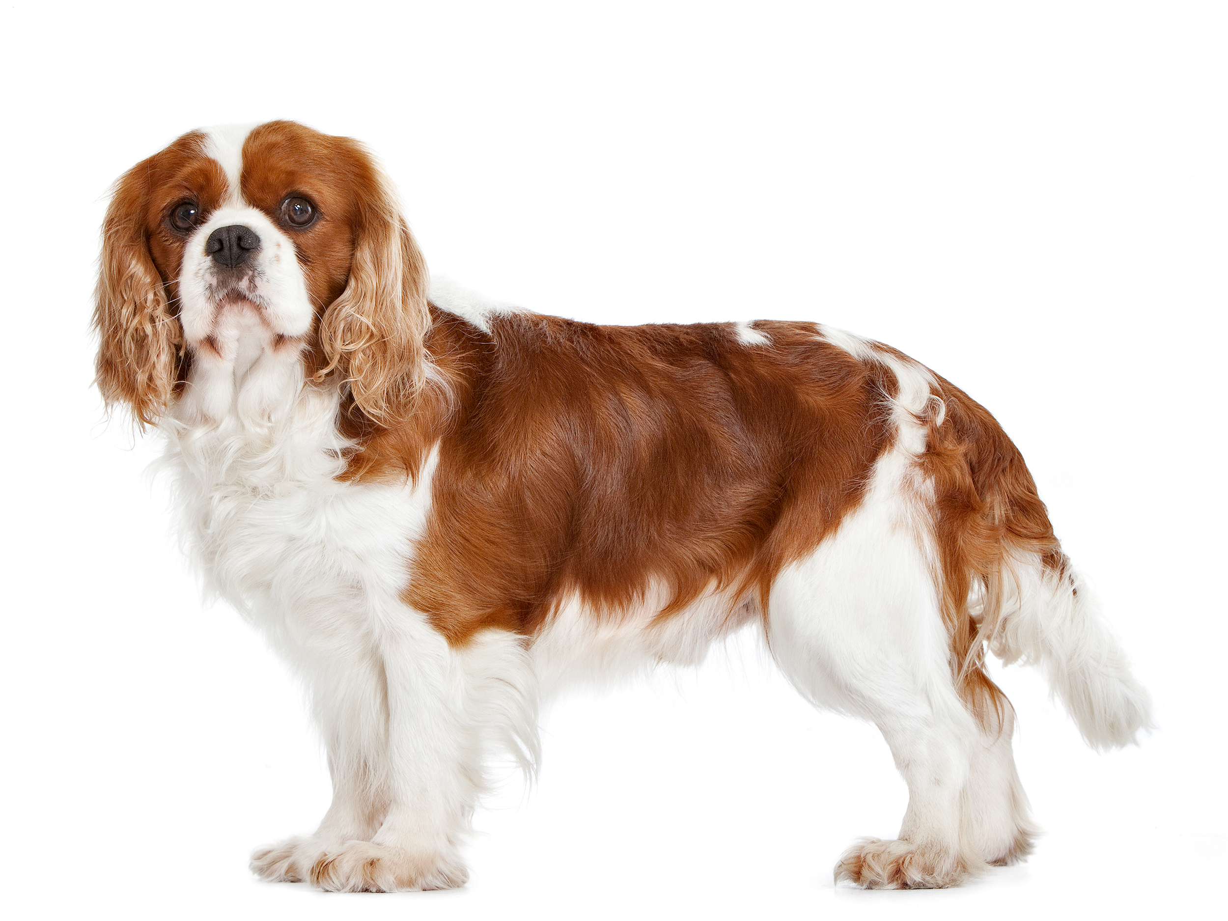 Siyah beyaz yetişkin Cavalier King Charles Spaniel