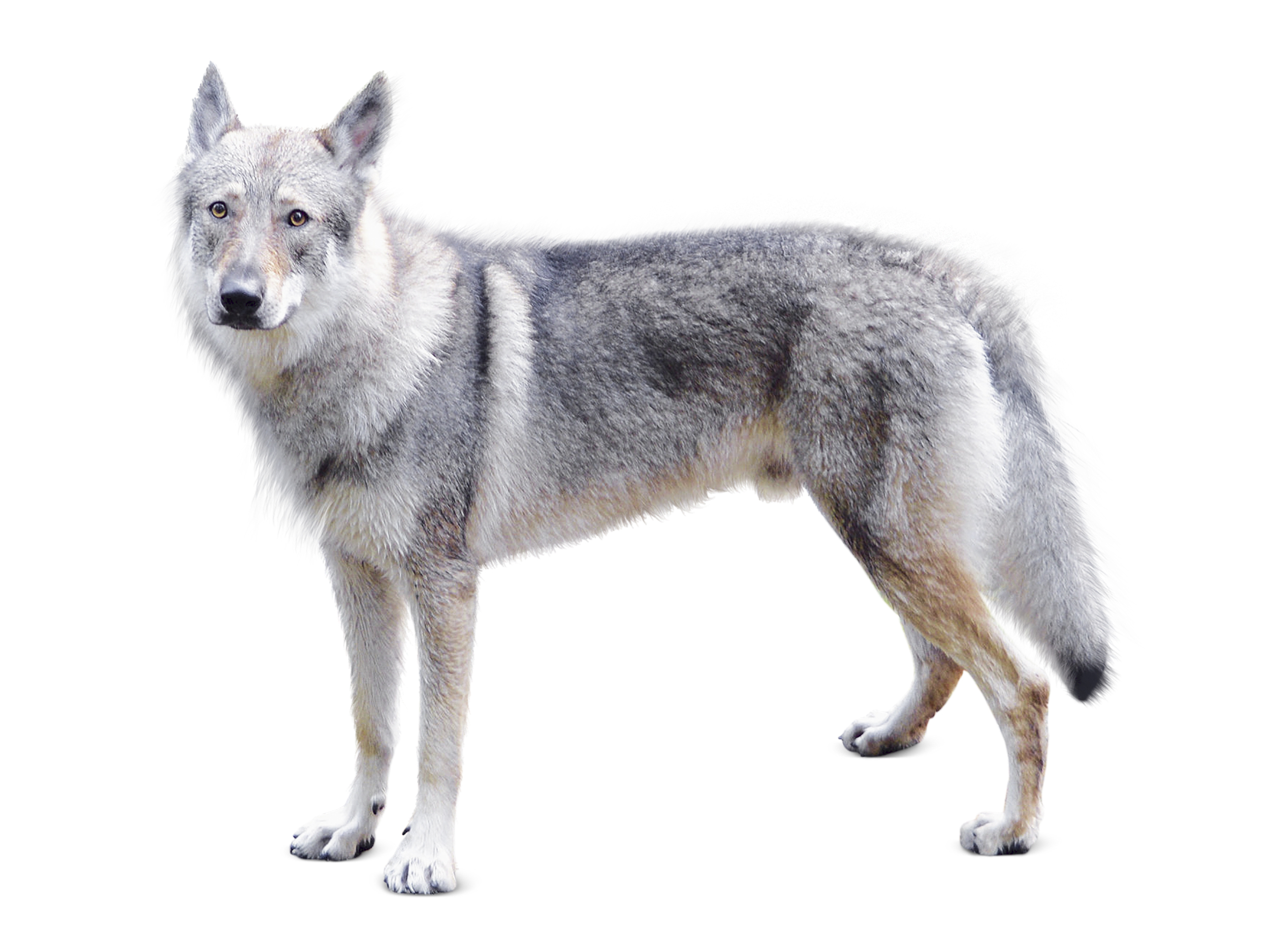 Czechoslovakian Wolfdog adult in black and white
