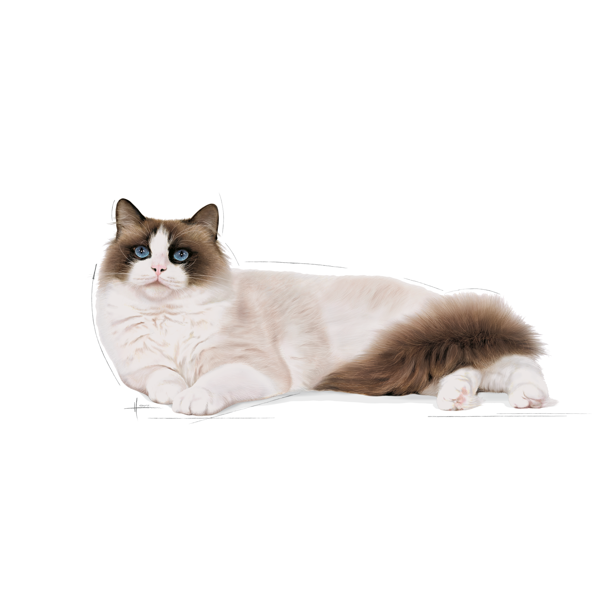 ragdoll food royal canin