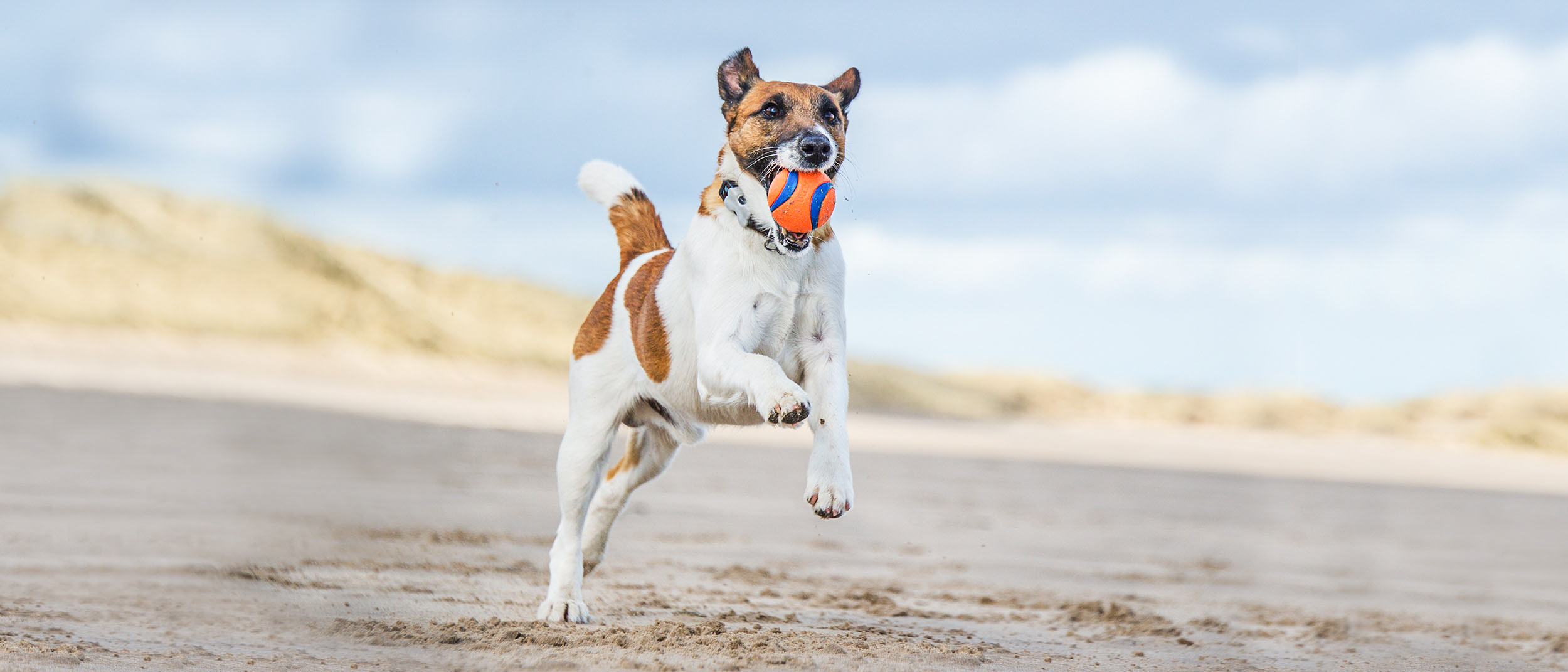 Jack Russell Terrier adulto corriendo en una playa con una pelota en la boca.