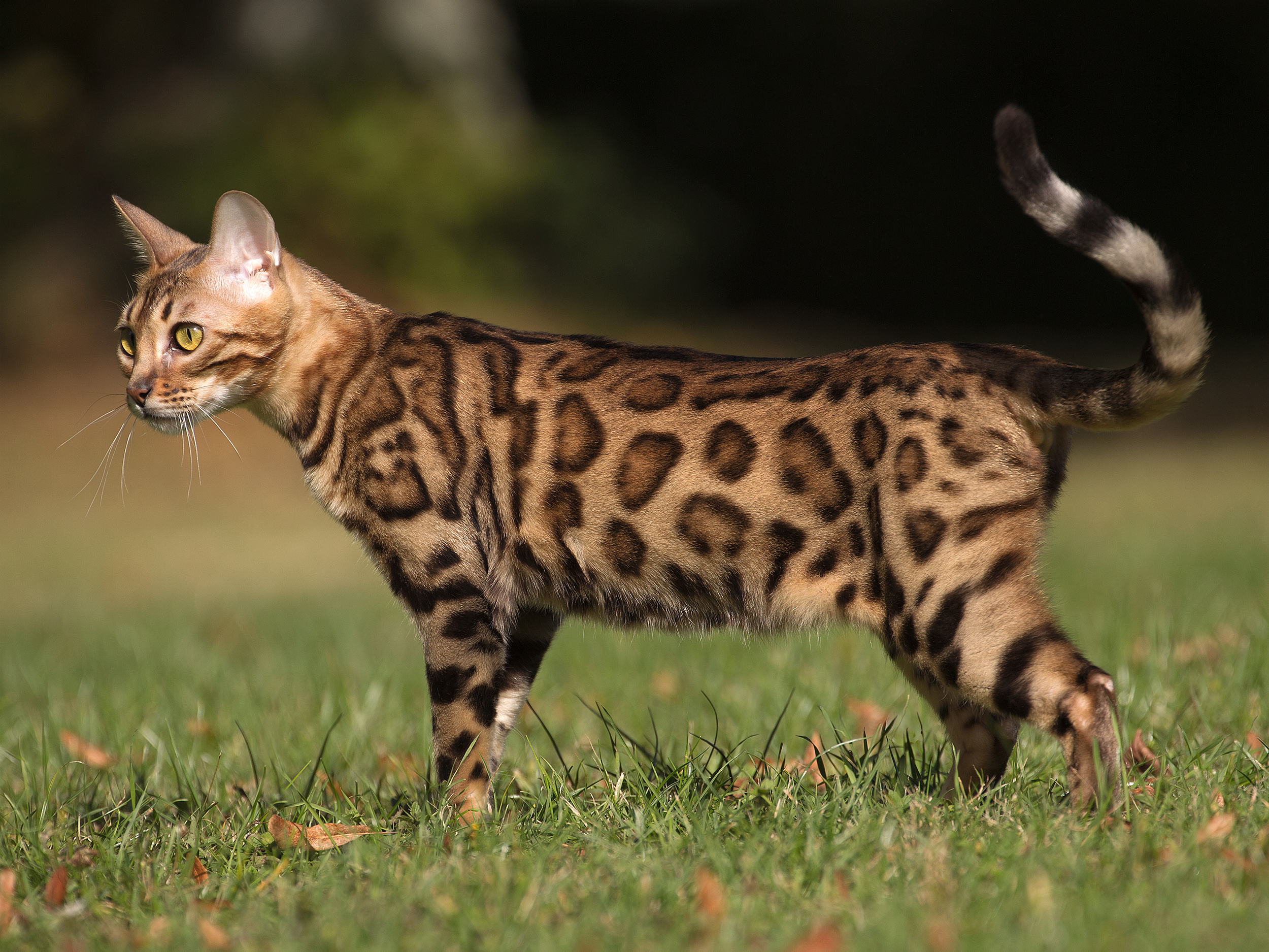 bengal cat