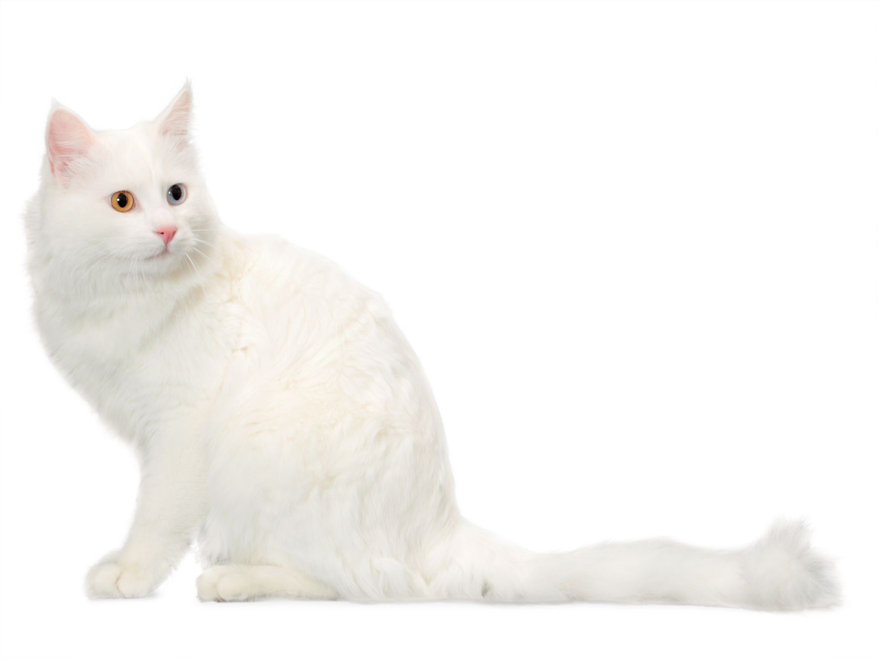 vankedisi-adult-sitting-down-the-hub