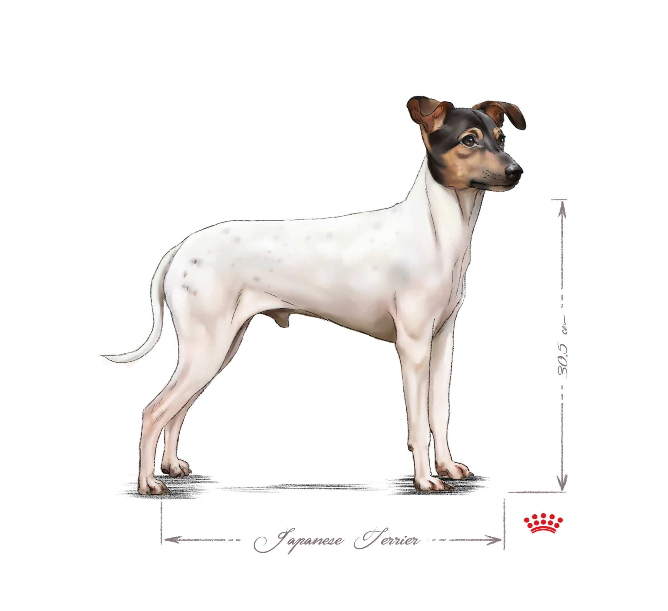 Japanese Terrier adult in black and white