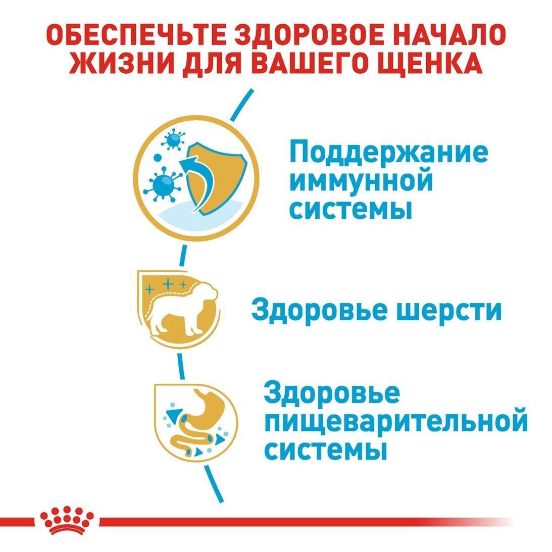 Yorkshire Terrier Puppy