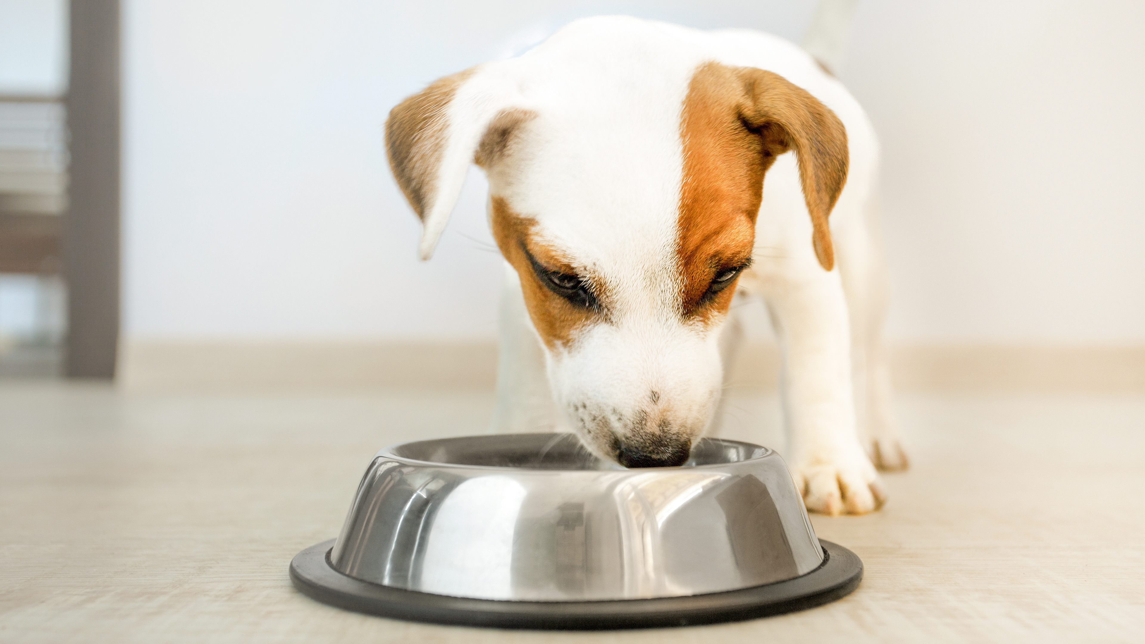 Jack Russell Terrier puppy eating from a stainless steel feeding bowl