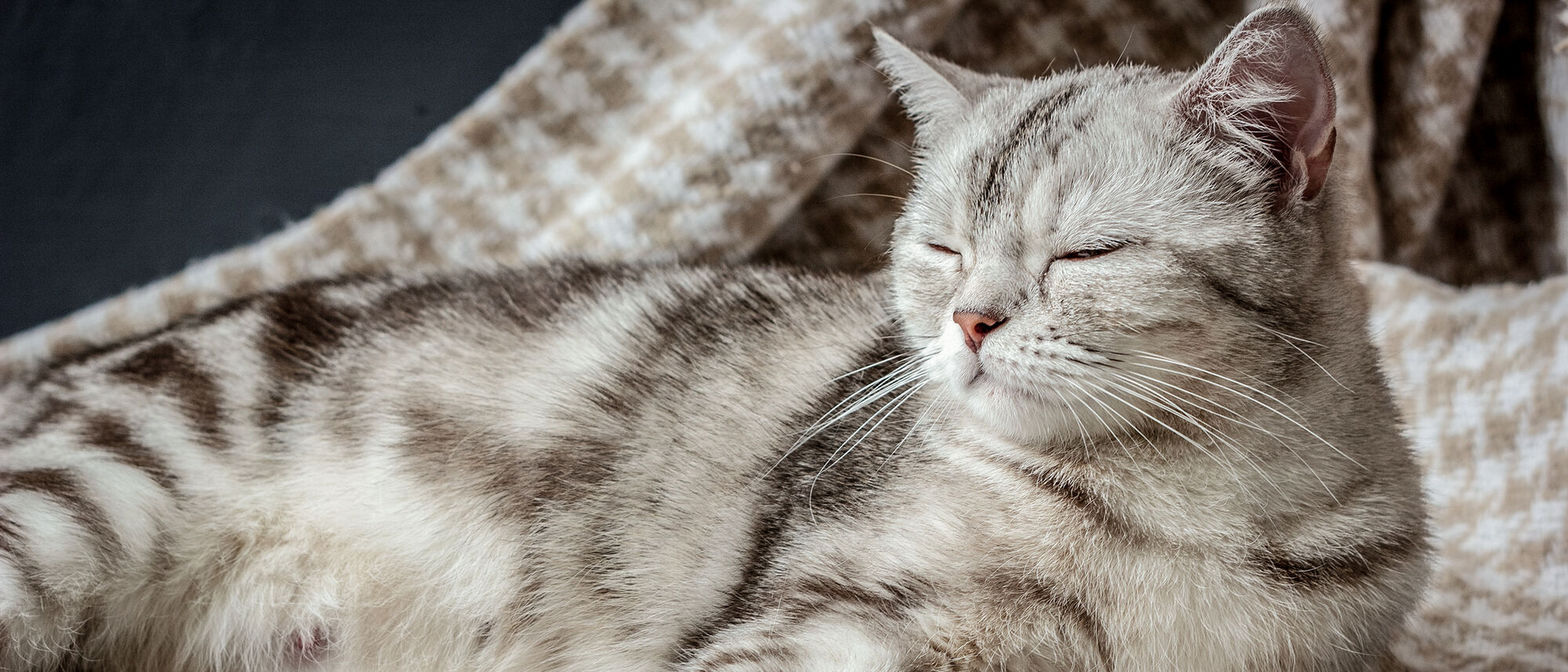 Drachtige tabby die met haar ogen dicht op een deken ligt