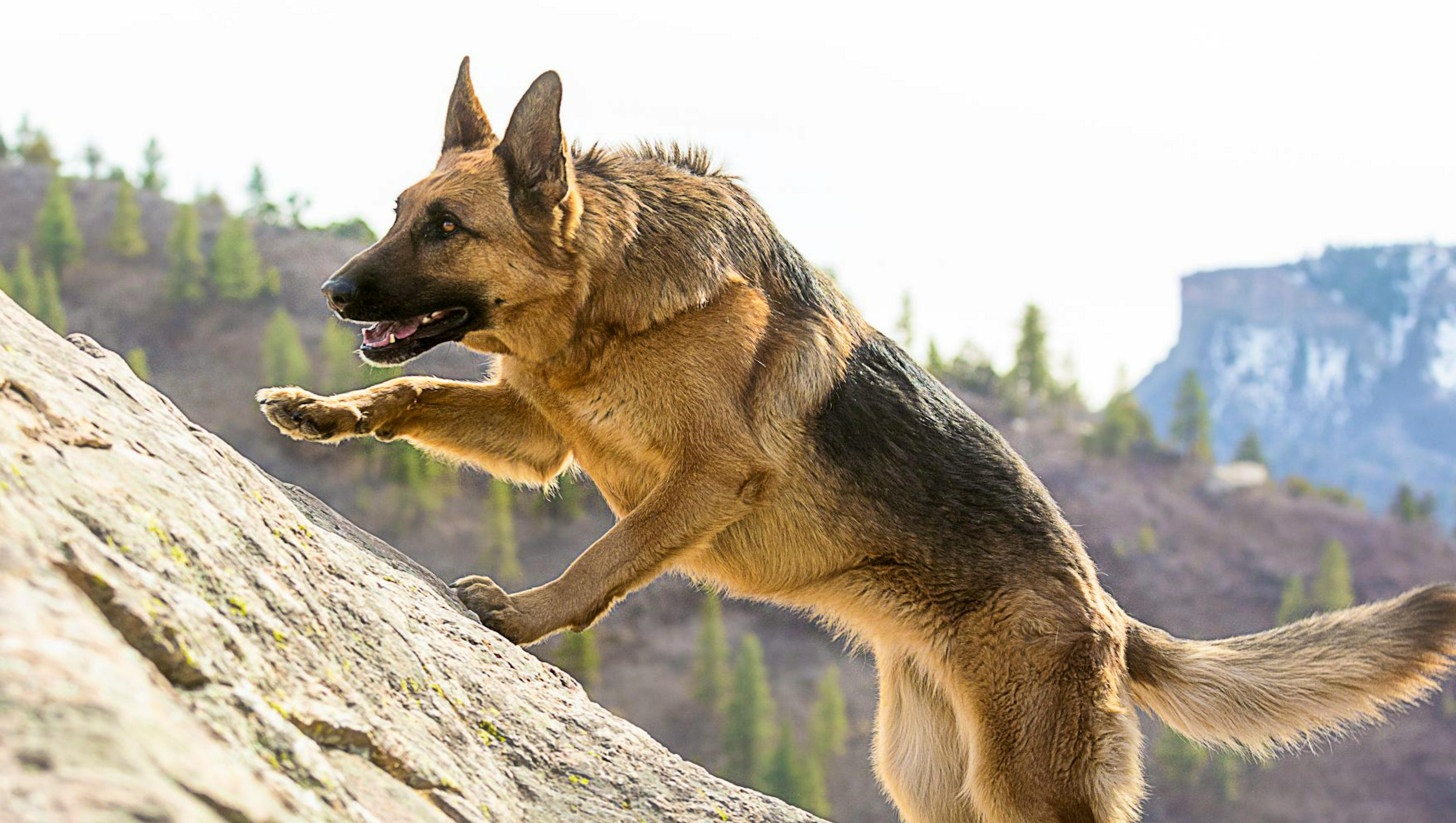 German-Shepherd climbing a mountain