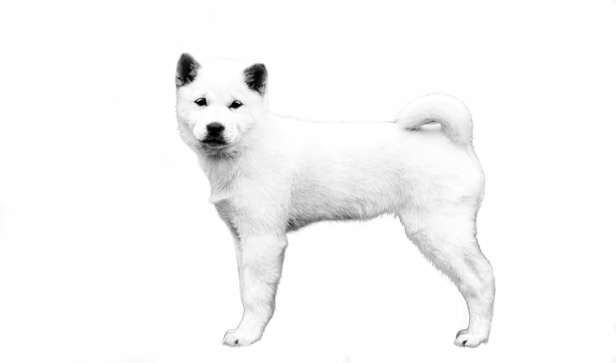 Hokkaido adult black and white