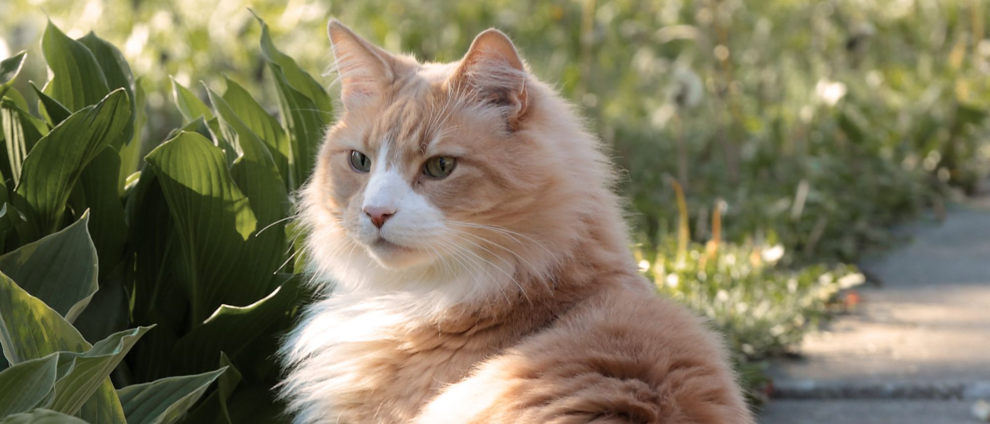 Ginger cat sat on pavement near a bush