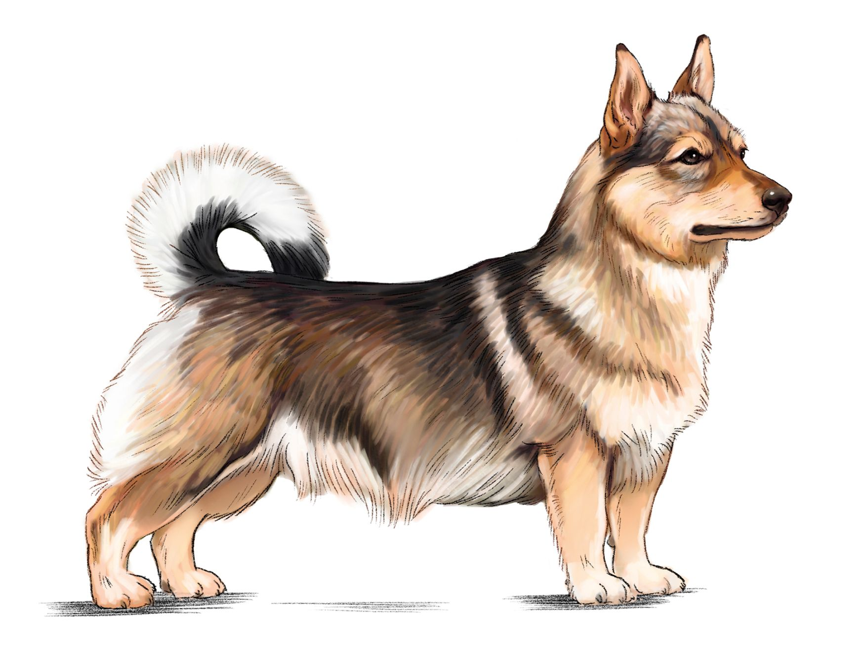 Swedish Vallhund - Vizigothic Spitz adult black and white